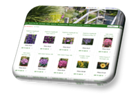 Plant Scentsations