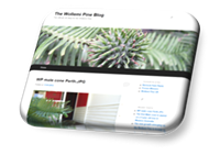 Wollemi Pine UK Blog